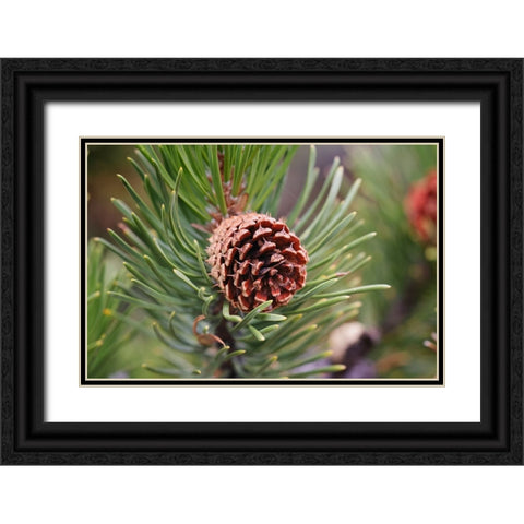 Lodgepole pine and pine cone-Yellowstone National Park-Wyoming Black Ornate Wood Framed Art Print with Double Matting by Jones, Adam