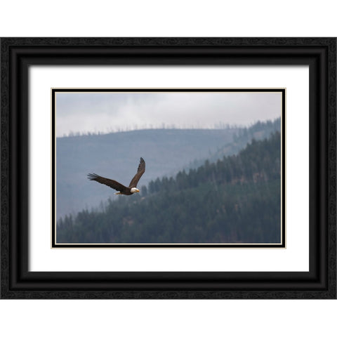 Bald eagle-flying-Yellowstone National Park-Wyoming Black Ornate Wood Framed Art Print with Double Matting by Jones, Adam