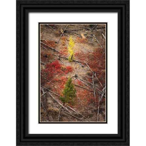 Red autumn Huckleberry vegetation and fallen trees-Yellowstone National Park-Wyoming Black Ornate Wood Framed Art Print with Double Matting by Jones, Adam
