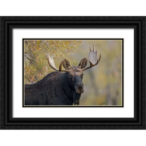 Bull moose-Grand Teton National Park-Wyoming Black Ornate Wood Framed Art Print with Double Matting by Jones, Adam