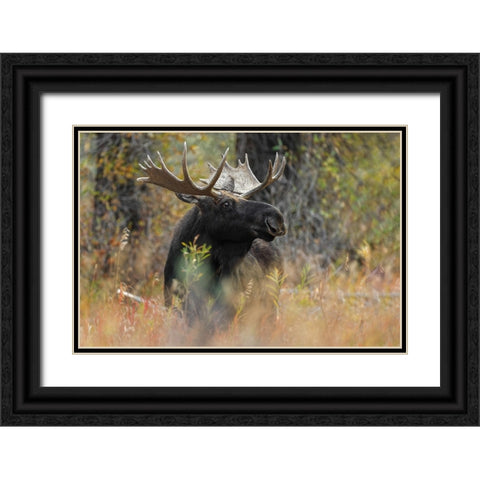 Bull moose-Grand Teton National Park-Wyoming Black Ornate Wood Framed Art Print with Double Matting by Jones, Adam