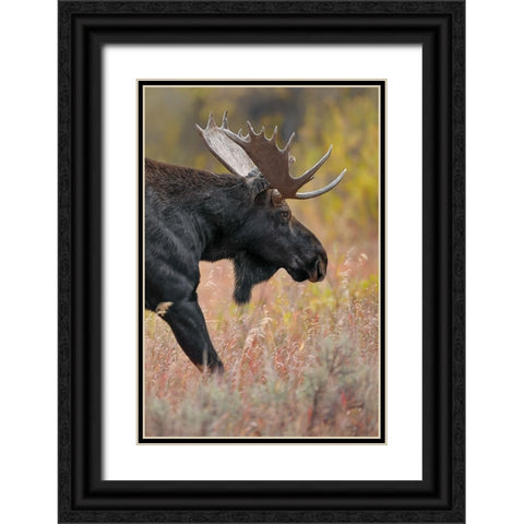 Bull moose-Grand Teton National Park-Wyoming Black Ornate Wood Framed Art Print with Double Matting by Jones, Adam