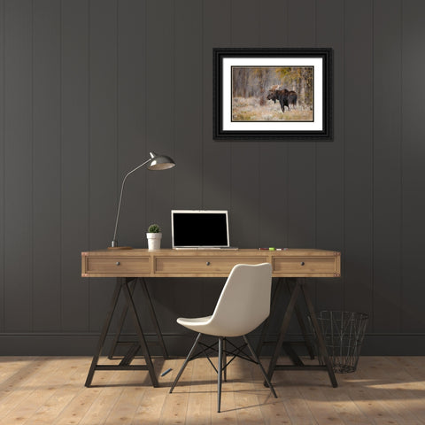 Bull moose-Grand Teton National Park-Wyoming Black Ornate Wood Framed Art Print with Double Matting by Jones, Adam