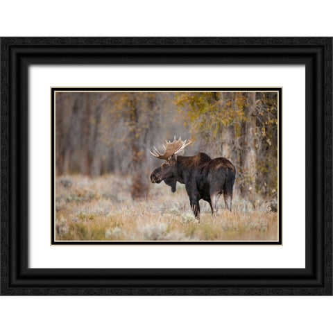 Bull moose-Grand Teton National Park-Wyoming Black Ornate Wood Framed Art Print with Double Matting by Jones, Adam