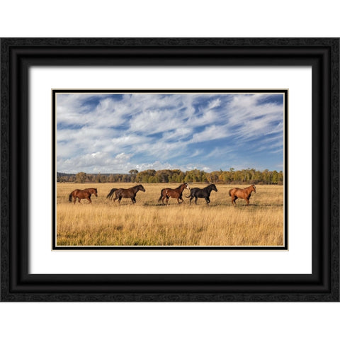 Horses just outside-Grand Teton National Park-Wyoming Black Ornate Wood Framed Art Print with Double Matting by Jones, Adam