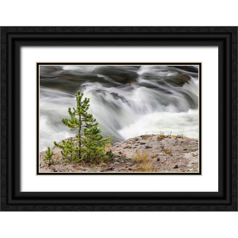 Small evergreen tree along Firehole River-Yellowstone National Park-Wyoming Black Ornate Wood Framed Art Print with Double Matting by Jones, Adam