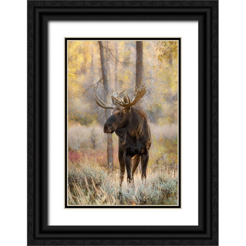 Bull moose in autumn-Grand Teton National Park-Wyoming Black Ornate Wood Framed Art Print with Double Matting by Jones, Adam