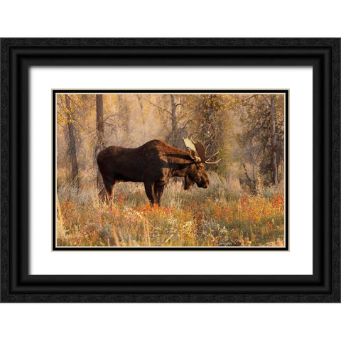Bull moose in autumn-Grand Teton National Park-Wyoming Black Ornate Wood Framed Art Print with Double Matting by Jones, Adam