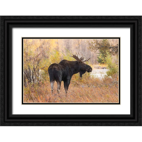 Bull moose in autumn-Grand Teton National Park-Wyoming Black Ornate Wood Framed Art Print with Double Matting by Jones, Adam