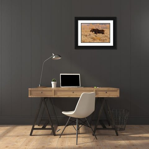 Bull moose in autumn-Grand Teton National Park-Wyoming Black Ornate Wood Framed Art Print with Double Matting by Jones, Adam