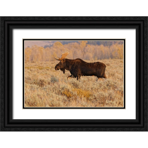 Bull moose in autumn-Grand Teton National Park-Wyoming Black Ornate Wood Framed Art Print with Double Matting by Jones, Adam