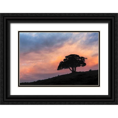 Single tree silhouetted at sunrise-Yellowstone National Park-Wyoming Black Ornate Wood Framed Art Print with Double Matting by Jones, Adam