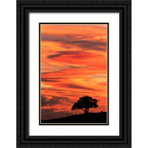 Single tree silhouetted at sunrise-Yellowstone National Park-Wyoming Black Ornate Wood Framed Art Print with Double Matting by Jones, Adam