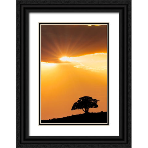 Single tree silhouetted at sunrise-Yellowstone National Park-Wyoming Black Ornate Wood Framed Art Print with Double Matting by Jones, Adam