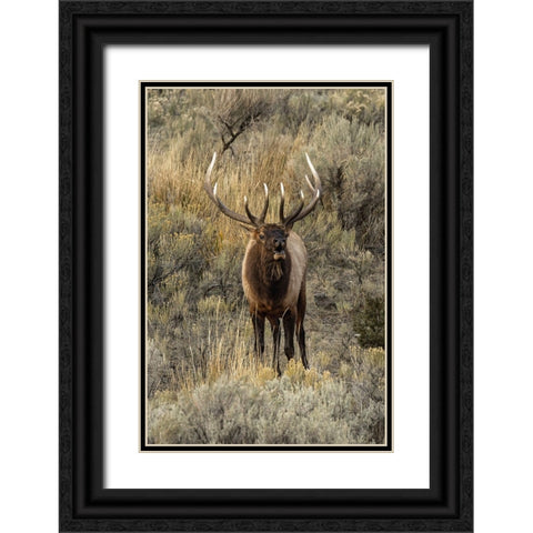 Bull elk bugling or wapiti-Yellowstone National Park-Wyoming Black Ornate Wood Framed Art Print with Double Matting by Jones, Adam
