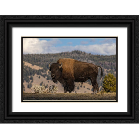 American Bison Yellowstone National Park-Wyoming Black Ornate Wood Framed Art Print with Double Matting by Jones, Adam