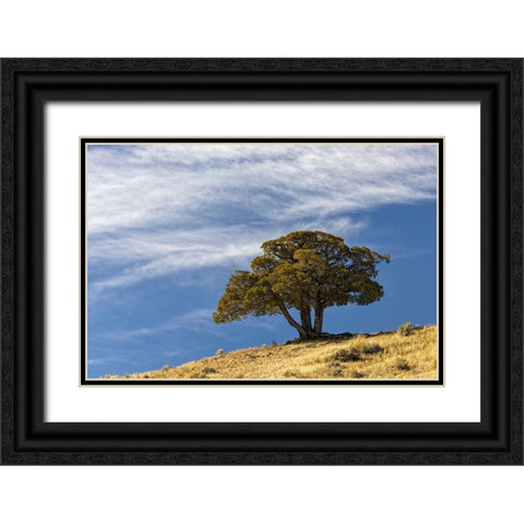 Single cedar tree on ridge top-Yellowstone National Park-Wyoming Black Ornate Wood Framed Art Print with Double Matting by Jones, Adam