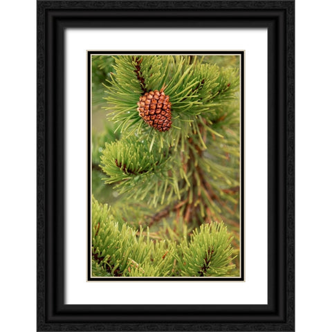 Lodgepole pine and pinecone-Yellowstone National Park-Wyoming Black Ornate Wood Framed Art Print with Double Matting by Jones, Adam