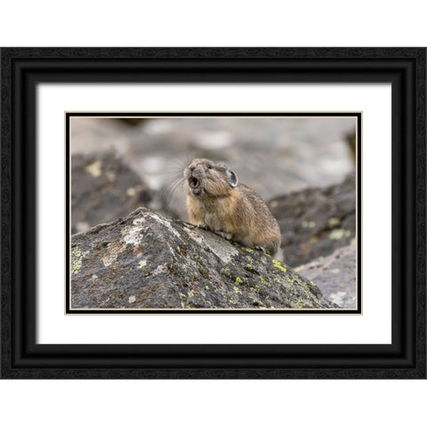 Pika-Ochotona princeps-Yellowstone National Park-Wyoming Black Ornate Wood Framed Art Print with Double Matting by Jones, Adam