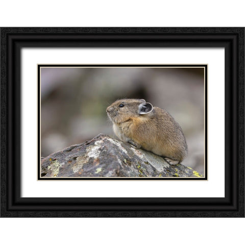 Pika-Ochotona princeps-Yellowstone National Park-Wyoming Black Ornate Wood Framed Art Print with Double Matting by Jones, Adam