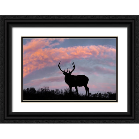 Bull elk or wapiti silhouetted on ridge top-Yellowstone National Park-Wyoming Black Ornate Wood Framed Art Print with Double Matting by Jones, Adam