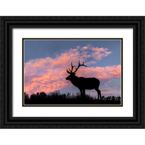 Bull elk or wapiti silhouetted on ridge top-Yellowstone National Park-Wyoming Black Ornate Wood Framed Art Print with Double Matting by Jones, Adam