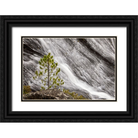 Small pine tree and Gibbon Falls-Yellowstone National Park-Wyoming Black Ornate Wood Framed Art Print with Double Matting by Jones, Adam
