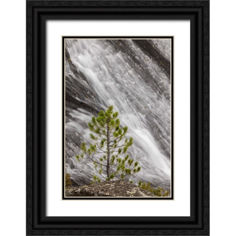 Small pine tree and Gibbon Falls-Yellowstone National Park-Wyoming Black Ornate Wood Framed Art Print with Double Matting by Jones, Adam