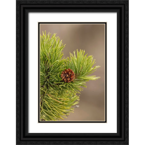 Lodgepole pine and pinecone-Yellowstone National Park-Wyoming Black Ornate Wood Framed Art Print with Double Matting by Jones, Adam