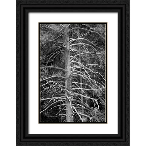 Silicified (calcified) tree-Upper Geyser Basin-Yellowstone National Park-Wyoming Black Ornate Wood Framed Art Print with Double Matting by Jones, Adam