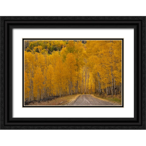 USA-Wyoming-Grand Teton National Park Road through fall aspen trees Black Ornate Wood Framed Art Print with Double Matting by Jaynes Gallery