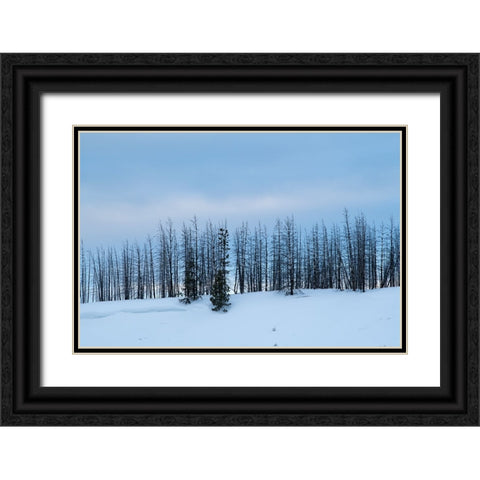 USA-Wyoming-Yellowstone National Park Winter line of trees Black Ornate Wood Framed Art Print with Double Matting by Hopkins, Cindy Miller