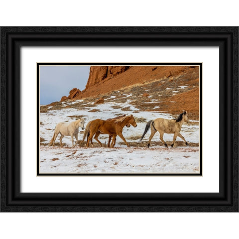 USA- Wyoming. Hideout Horse Ranch- horses in snow. Black Ornate Wood Framed Art Print with Double Matting by Looney, Hollice