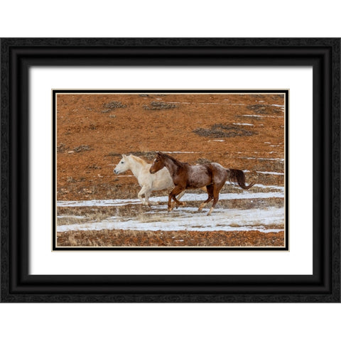 USA- Wyoming. Hideout Horse Ranch- horses in snow. Black Ornate Wood Framed Art Print with Double Matting by Looney, Hollice