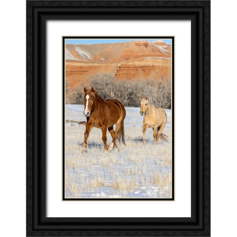USA- Wyoming. Hideout Horse Ranch- horses in snow. Black Ornate Wood Framed Art Print with Double Matting by Looney, Hollice