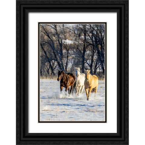 USA- Wyoming. Hideout Ranch- horses running. Black Ornate Wood Framed Art Print with Double Matting by Looney, Hollice