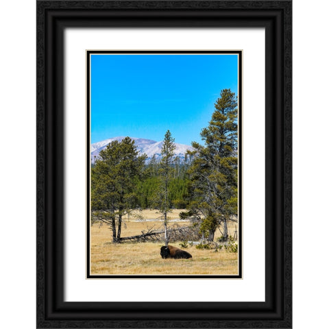 Yellowstone National Park-Wyoming-USA Buffalo Black Ornate Wood Framed Art Print with Double Matting by Sienda, Jolly