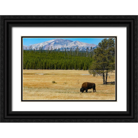 Yellowstone National Park-Wyoming-USA Buffalo Black Ornate Wood Framed Art Print with Double Matting by Sienda, Jolly