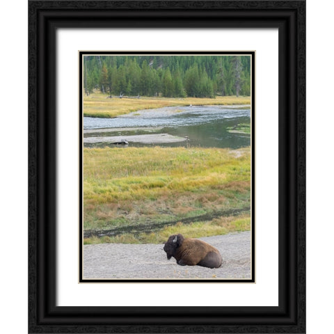 Wyoming- Yellowstone National Park. Mature Bull Bison Black Ornate Wood Framed Art Print with Double Matting by Wild, Jamie and Judy