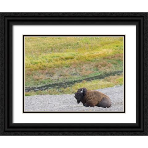 Wyoming- Yellowstone National Park. Mature Bull Bison Black Ornate Wood Framed Art Print with Double Matting by Wild, Jamie and Judy