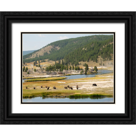 Wyoming- Yellowstone National Park. Bison herd and Firehole River Black Ornate Wood Framed Art Print with Double Matting by Wild, Jamie and Judy