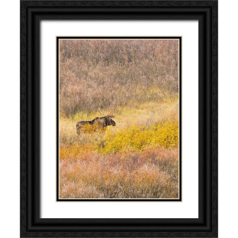 Wyoming- Grand Teton National Park. Willow Flats- bull moose Black Ornate Wood Framed Art Print with Double Matting by Wild, Jamie and Judy