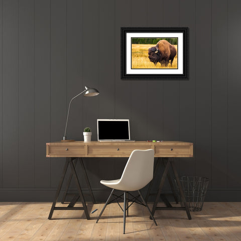 Bison-Yellowstone National Park-Wyoming-USA Black Ornate Wood Framed Art Print with Double Matting by Bishop, Russ