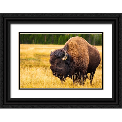 Bison-Yellowstone National Park-Wyoming-USA Black Ornate Wood Framed Art Print with Double Matting by Bishop, Russ