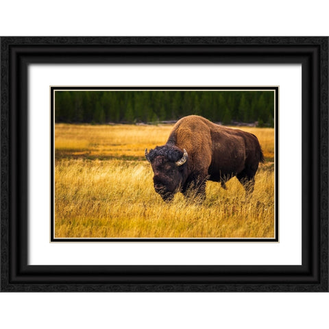 Bison-Yellowstone National Park-Wyoming-USA Black Ornate Wood Framed Art Print with Double Matting by Bishop, Russ