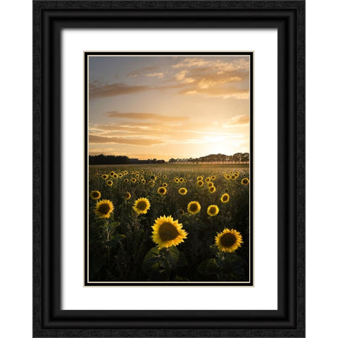 Sunflowerfield In Sweden Black Ornate Wood Framed Art Print with Double Matting by Lindsten, Christian