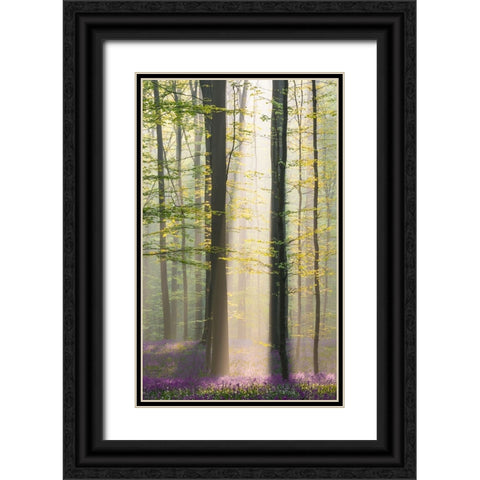 Misty Sunrise In Hallerbos Black Ornate Wood Framed Art Print with Double Matting by VLAICU, Denisa