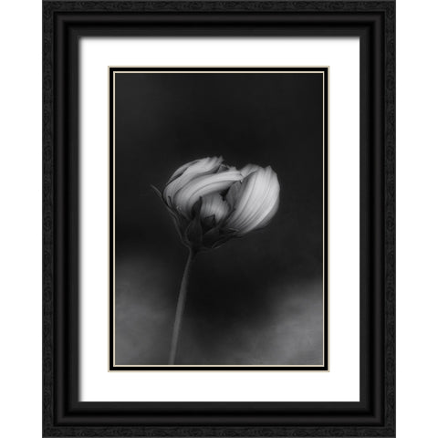 Cosmos Black Ornate Wood Framed Art Print with Double Matting by Gronkjar, Lotte