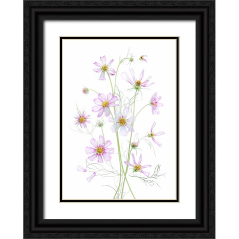 Cosmos Black Ornate Wood Framed Art Print with Double Matting by Zhou, Fangping