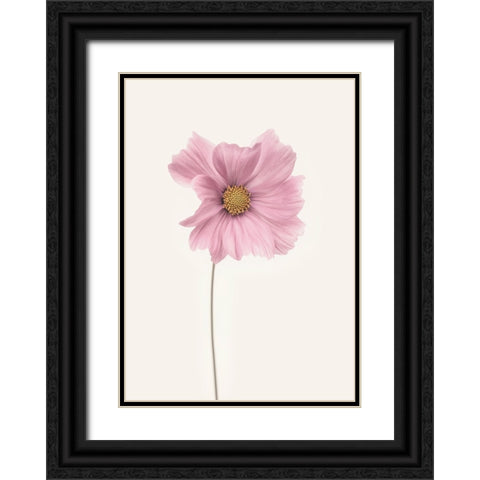 Cosmos Flower Black Ornate Wood Framed Art Print with Double Matting by Gronkjar, Lotte